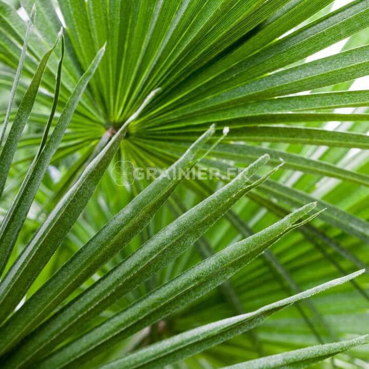 Dwarf palm, doum palm, humilis chamaerops image